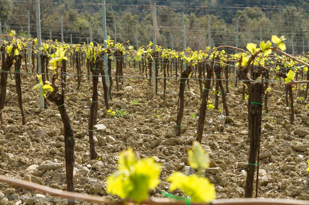 Agriturismo Piemaggino Castellina in Chianti Dış mekan fotoğraf